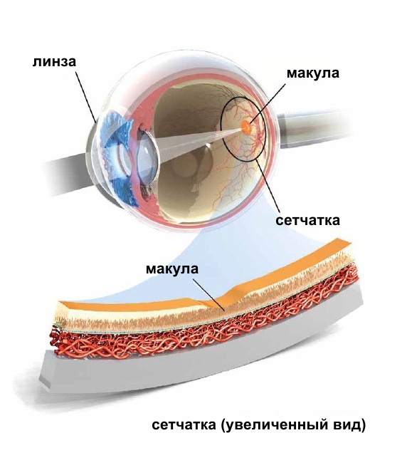 ВМД3.jpg ВМД3.jpg